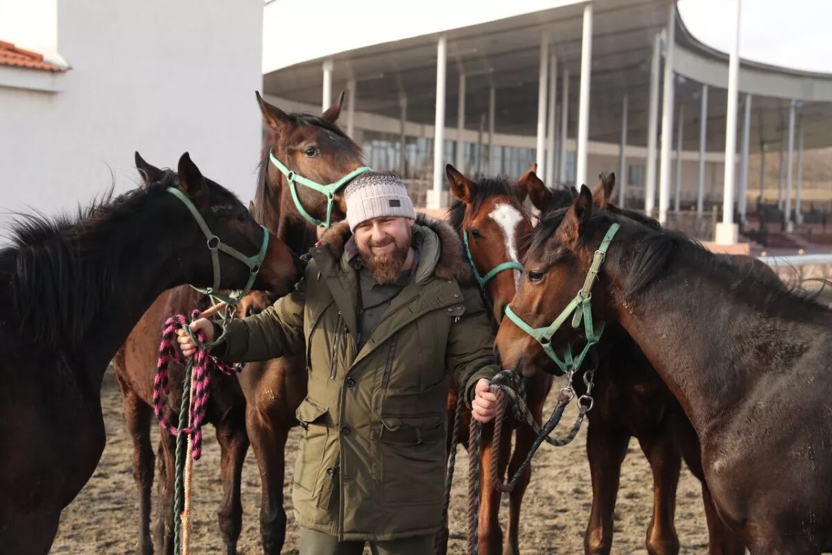 Лошадь кадырова. Конюшня Рамзана Кадырова. Лошади Рамзана Кадырова. Лошадей Рамзана Кадырова скачки. Саид Шаптукаев Грозный ипподром.