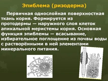 Эпиблема