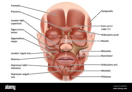 Face muscle anatomy, illustration. Eighteen different muscles of the face are la