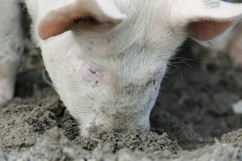 Классическая свиней