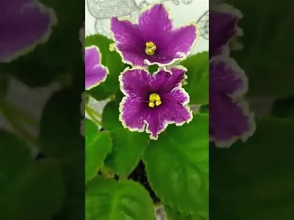 Картинки ФИАЛКА АВ ПРОСТО КОСМОС