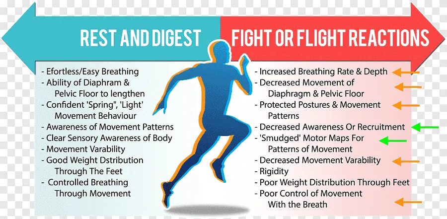 Fight Flight Freeze. Reaction Fight or Flight. How does your Fight or Flight response work. Fight or Flight response. Rest response