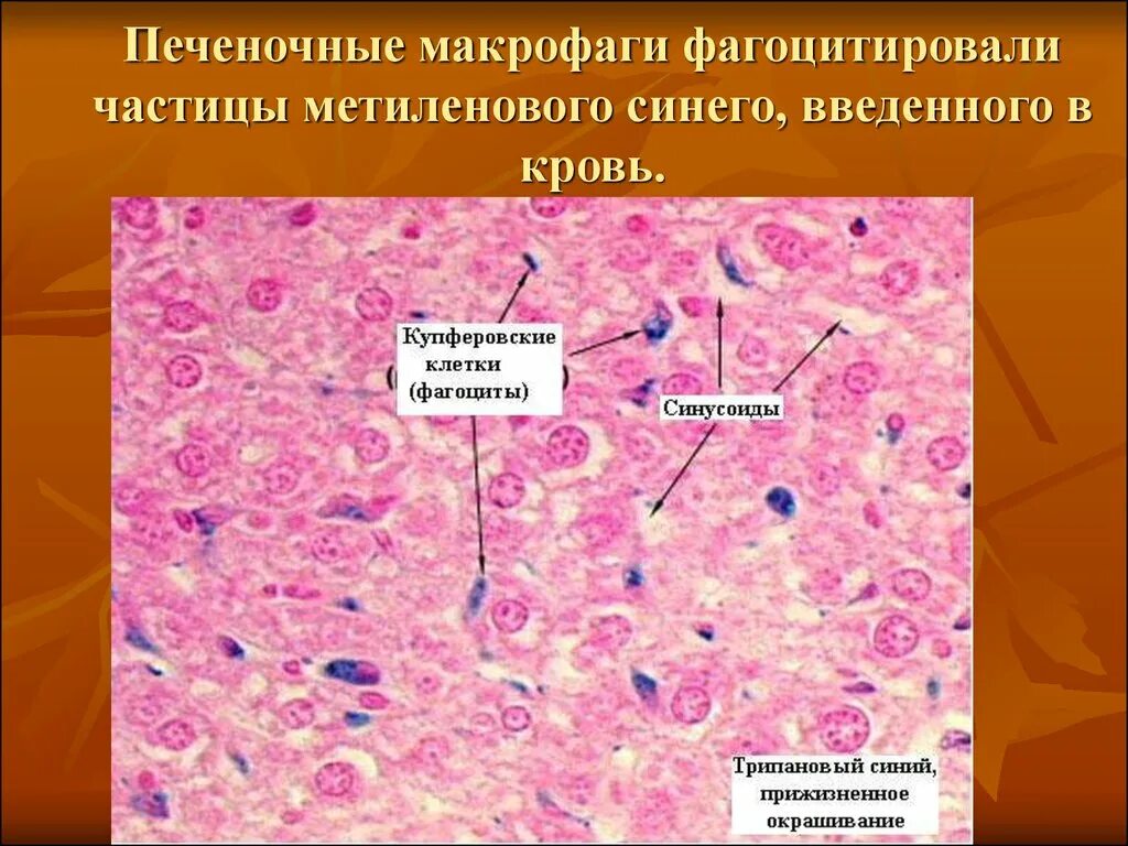 Макрофаги препарат. Макрофаги печени Купфера клетки. Клетки Купфера препарат. Клетки Купфера в печени функции. Клетки Купфера в печени гистология.