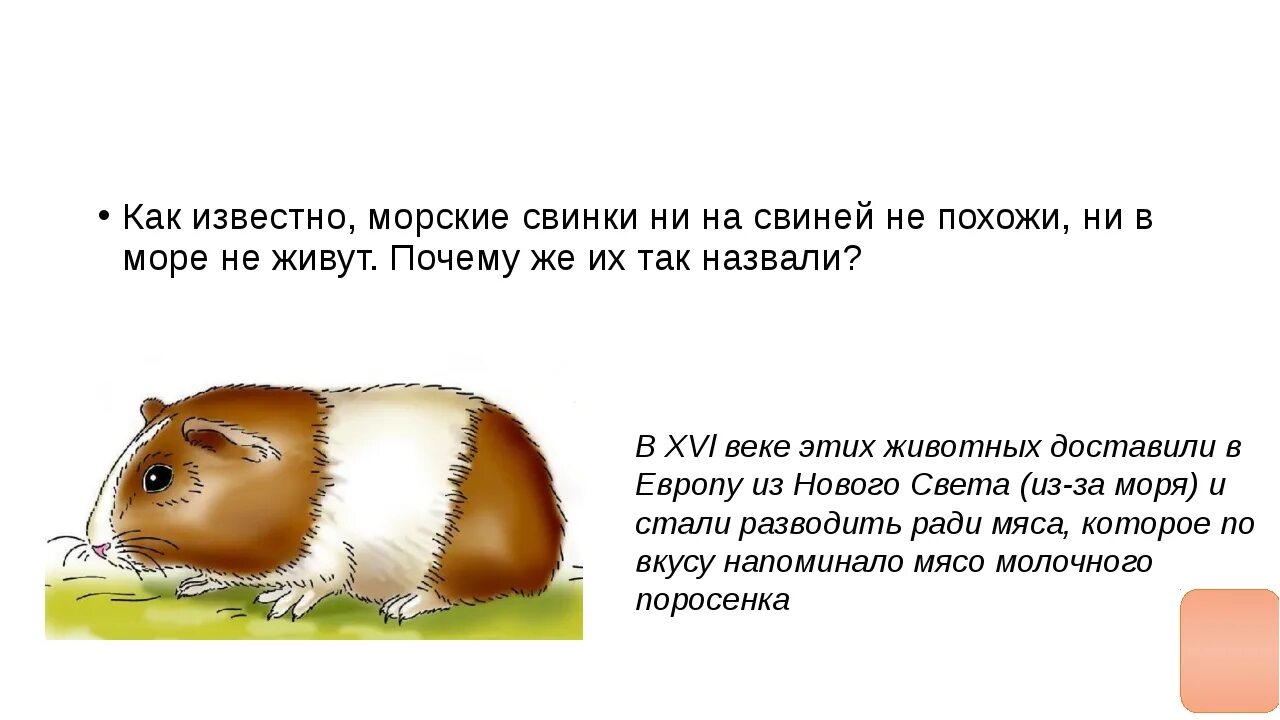 Почему морская свинка так называется. Почему морских свинок называют морскими. Почему морскую свинку назвали морской свинкой. Интересные факты о морских свинках. Морская свинка так называется.