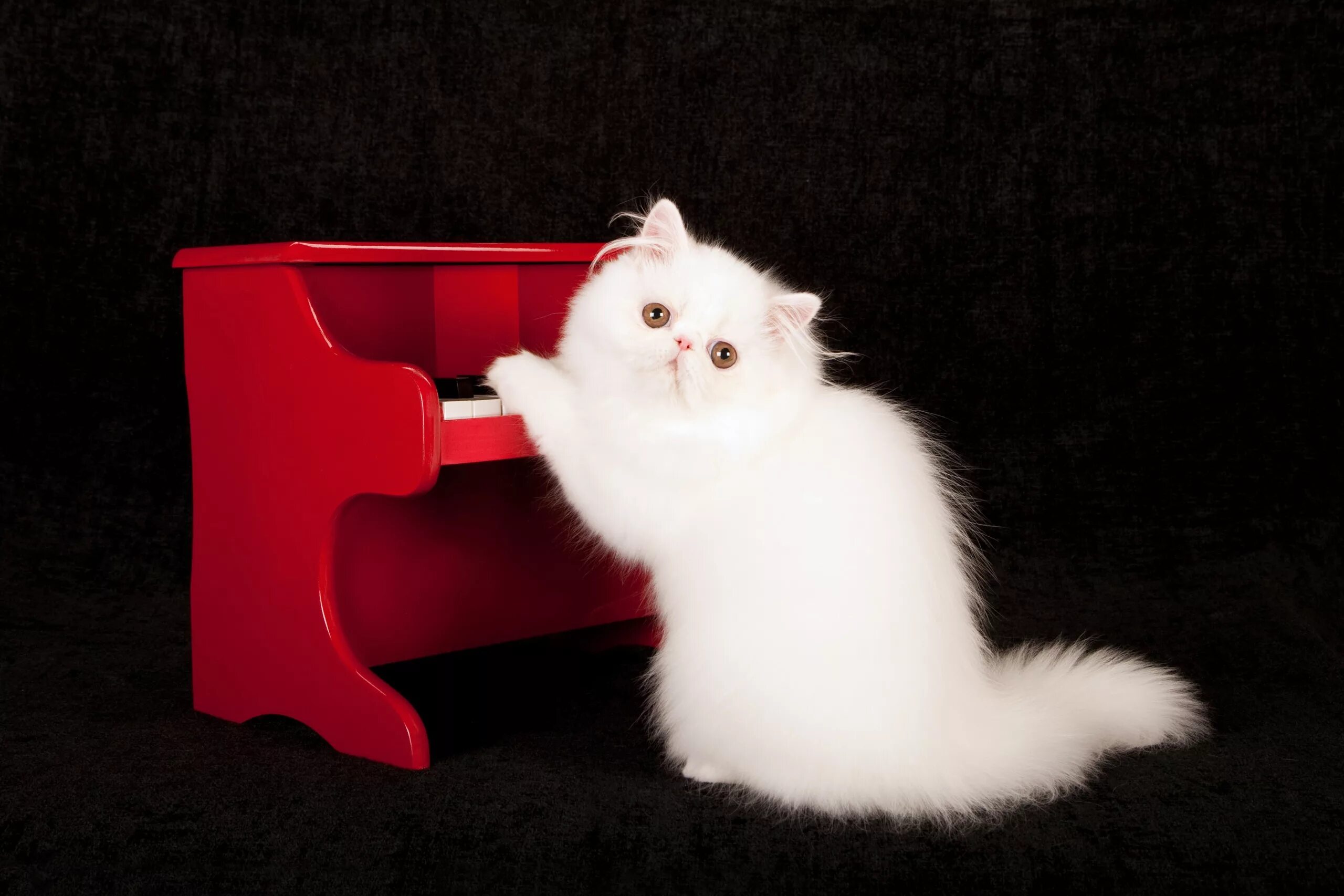 Белый кот. Белый котик. Белая пушистая кошка. Кот на Красном фоне. Музыка белая кошка