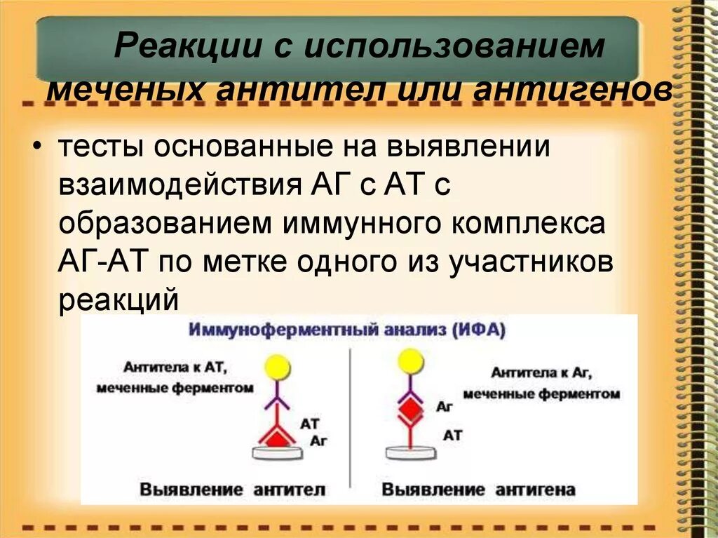 Антигены антитела иммунный ответ. Реакции с участием меченных антигенов или антител. Реакции с использованием меченых антител. Реакция с мечеными антигенами и антителами. Реакции с использованием меченых антител или антигенов.