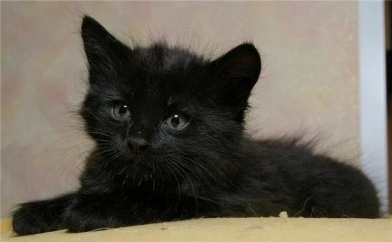 Черный котенок. Черный пушистый котенок 3 месяца. Маленький черный котенок. Черный котенок 1 месяц. Черные котята в добрые