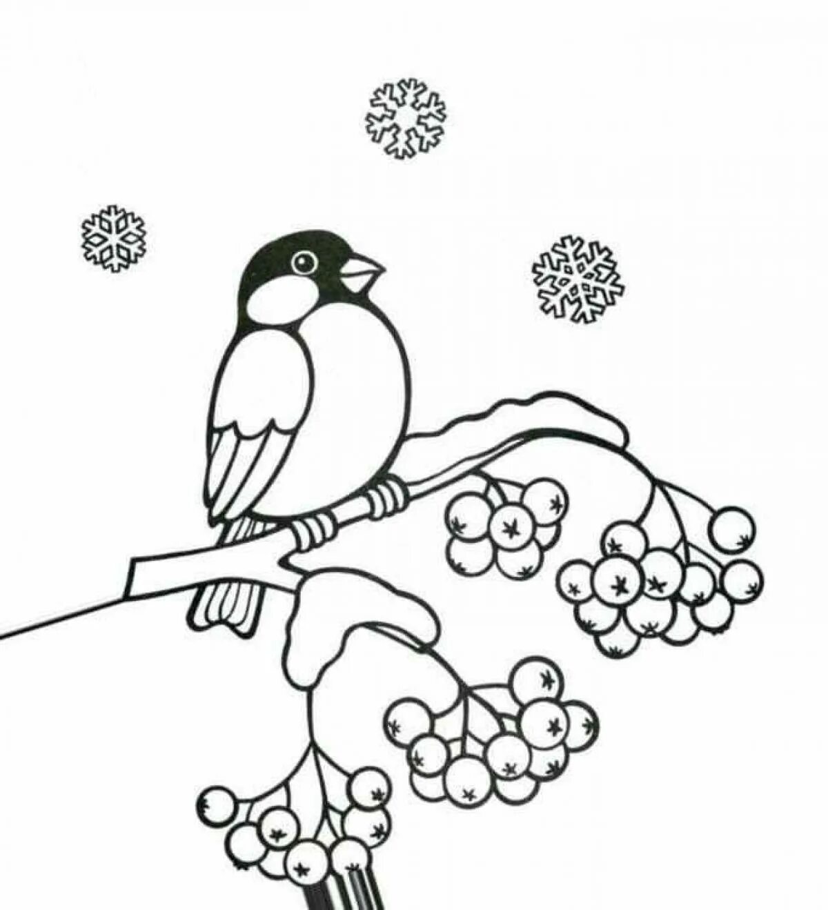 Раскраска птицы Снегирь. Снегирь на ветке раскраска. Снегирь раскраска для малышей. Снегирь на ветке рябины раскраска для детей.