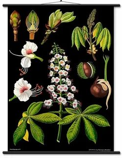 Botany