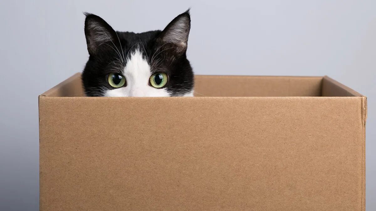 Files catbox moe mp4