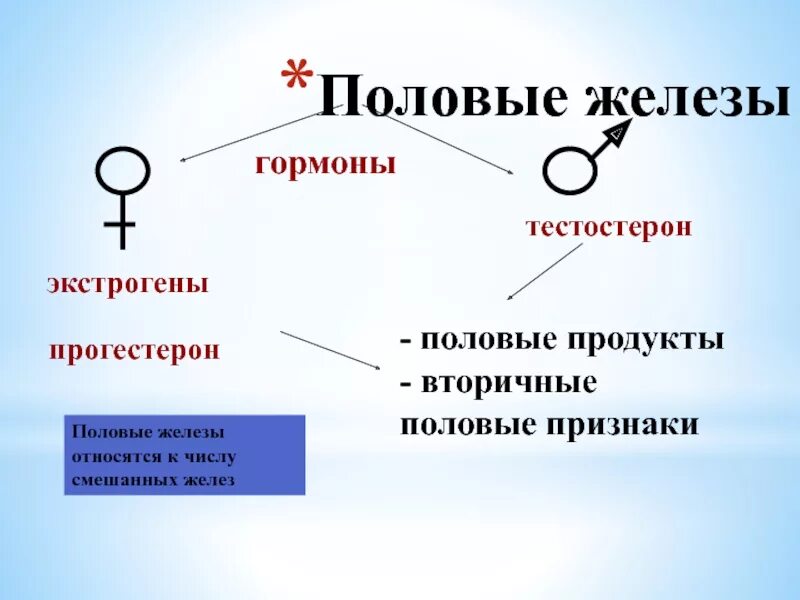 Половые железы. Половая железа гормоны. Половые железы и их гормоны. Половые продукты. 3 женские половые железы