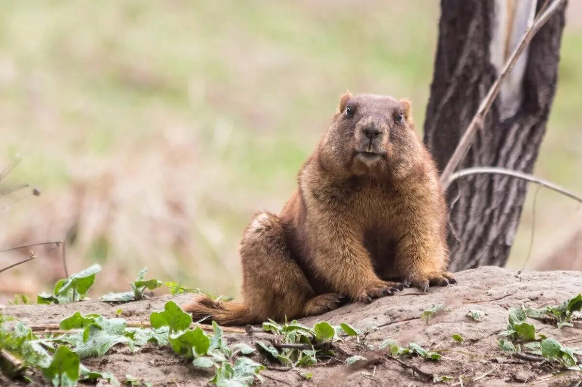 Сурок-Байбак. Лесостепной сурок Кащенко. Сурок лесостепной – Marmota kastschenkoi. Сурок Байбак Татарстан.