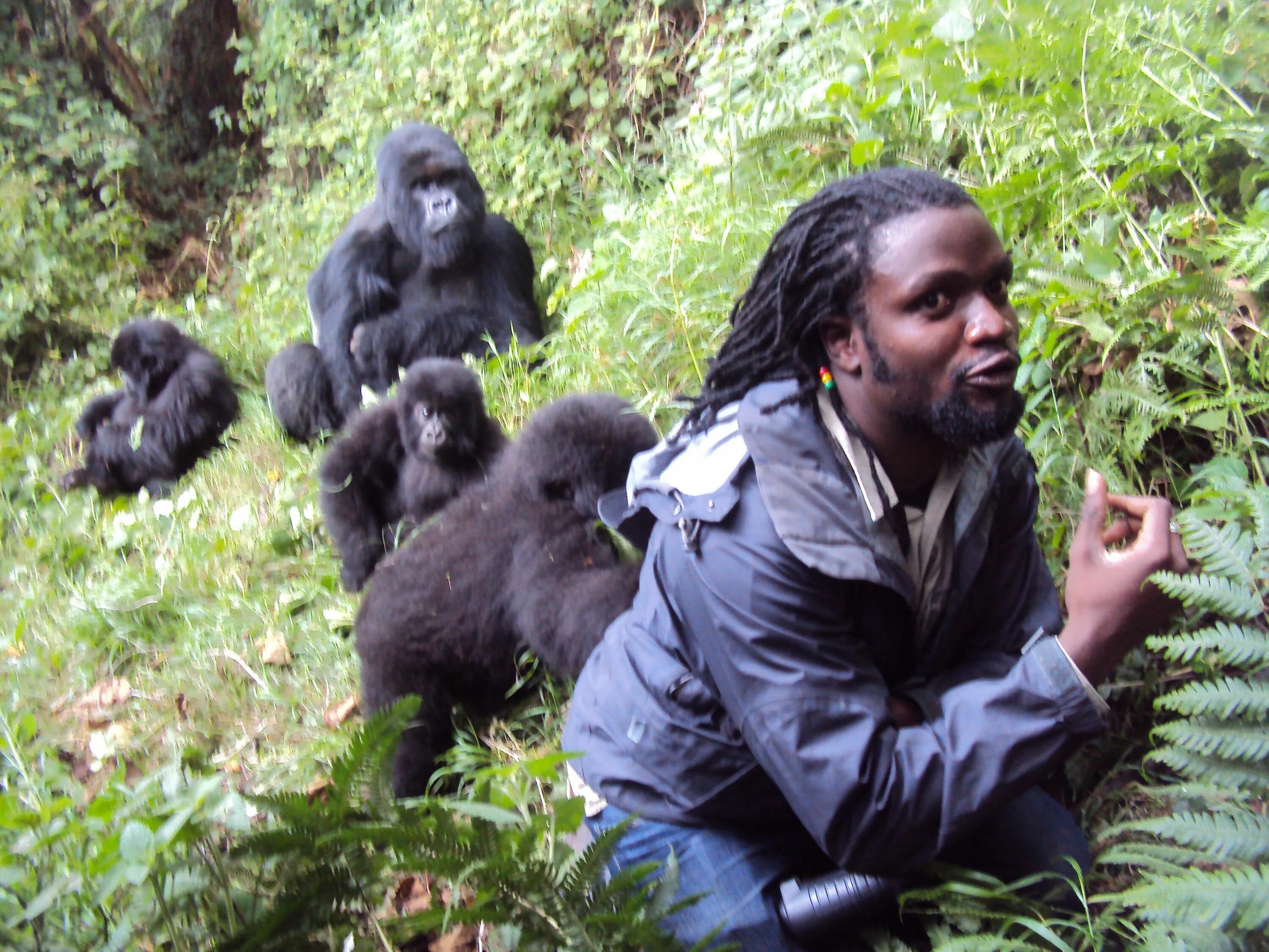 Gorilla trailer. Горные гориллы Уганда. Руанда гориллы. Горные гориллы Руанда. Черная горилла.