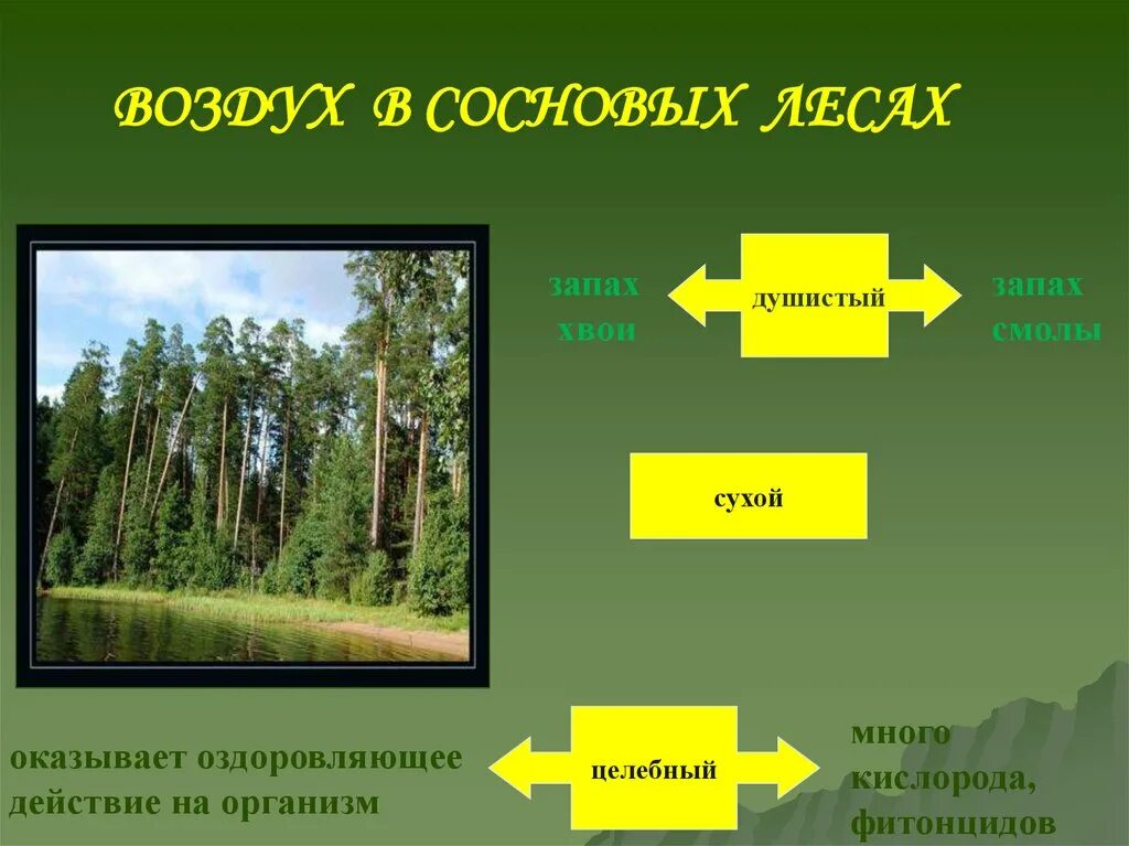 Различие леса. Лес для презентации. Проект на тему Сосновый лес. Растения соснового леса. Сосновый лес сообщество.