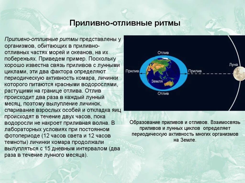 Приливы в озерах. Приливы и отливы схема. Приливы на земле. Причины приливов и отливов. Схема образования приливов и отливов.