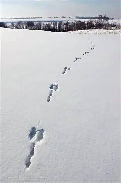 Видны заячьи следы. Кроличьи следы на снегу. Следы кролика на снегу. Заячьи следы. Следы зайца на снегу.