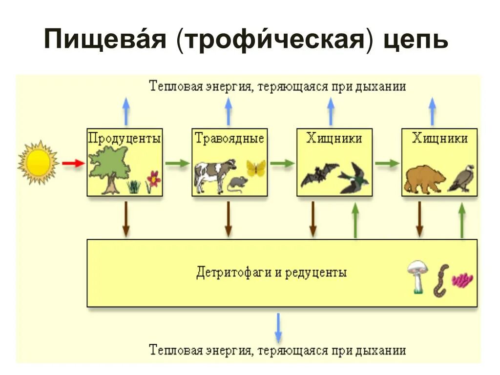 Редуцент консумент плотоядное животное детритофаг. Трофические уровни экосистемы схема. Трофические уровни пищевой цепи. Трофические уровни в цепи питания. Цепь питания трофическая цепь.