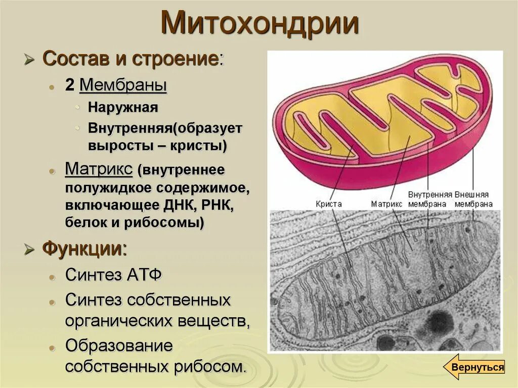 Полужидкую строму