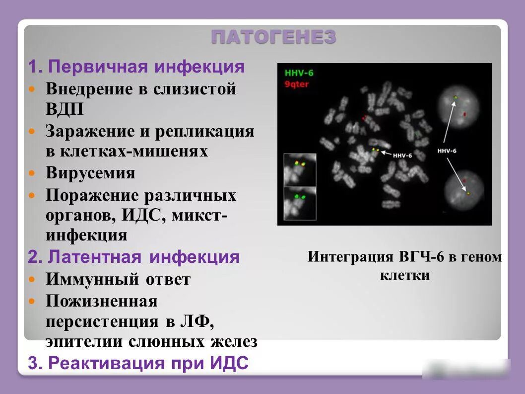 Вирус герпеса 6 типа патогенез. Патогенез герпесвируса 6 типа. Герпес вирусы 6 7 патогенез. Герпес 6 типа этиология.