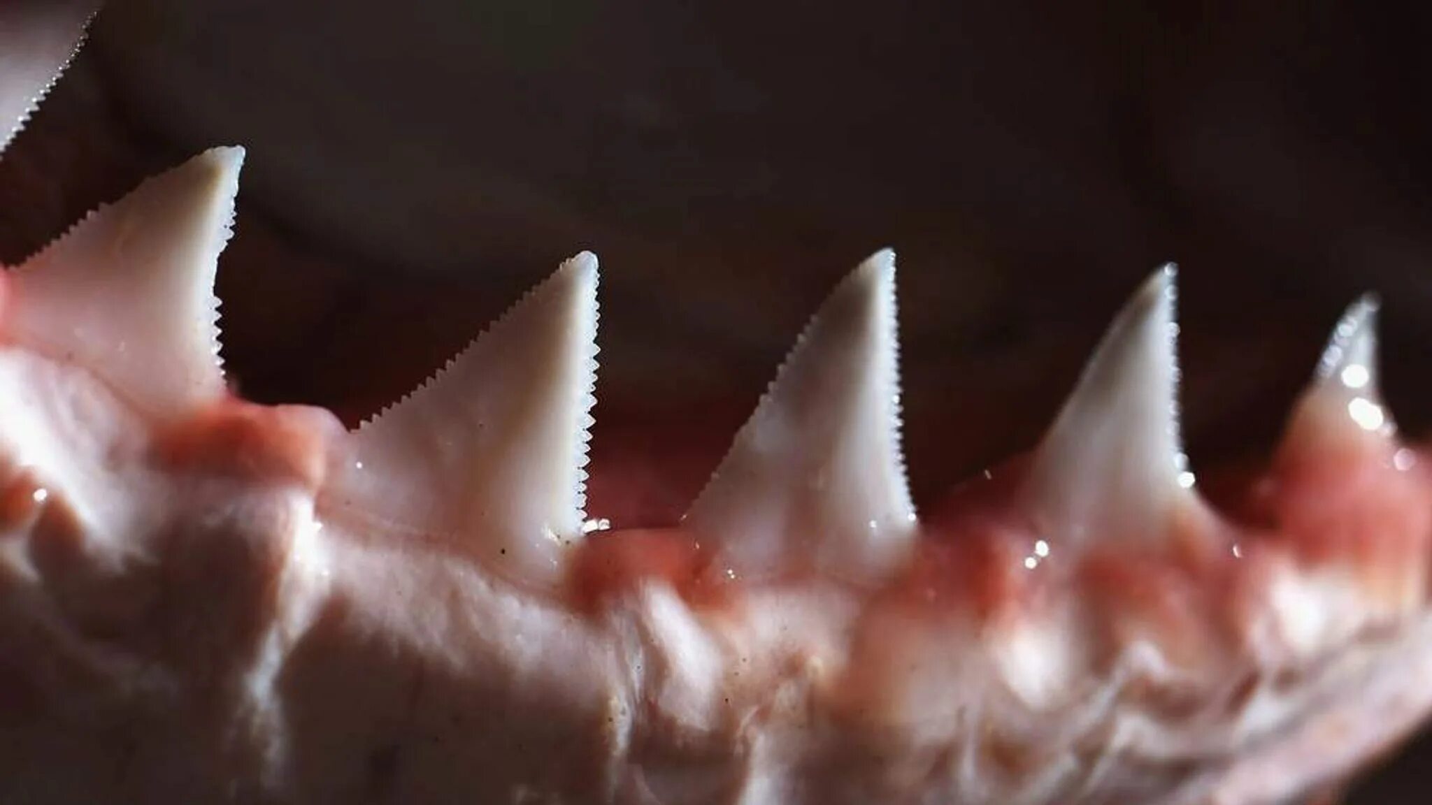 Tooth from a Great White shark. Great white shark teeth, White sharks, Great whi