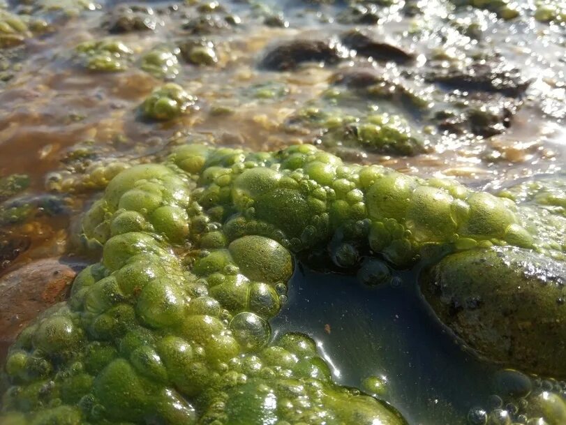 Водоросли вызывают. Нейстонные водоросли. Хламидомонада цветение воды. Криптофитовые водоросли. Цветение воды цианобактерии.