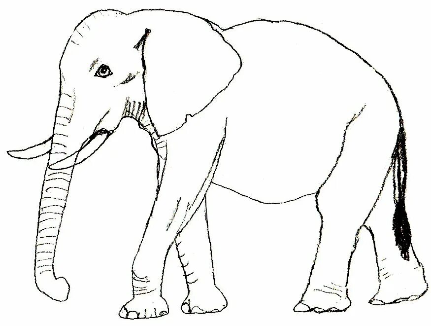 Слон нарисовать. Слон рисунок карандашом для детей. Рисунок слона для срисовки. Детский рисунок слона карандашом. Рисунок слона карандашом для срисовки.
