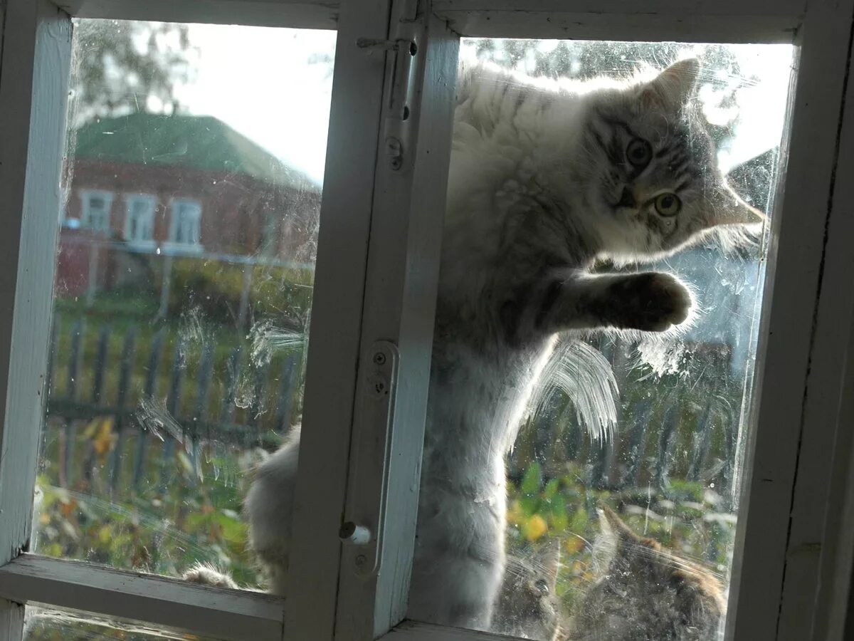 Кот заглядывает в окно. Кот на окне. Кот за окном. RJN D jjryt. Кошки пришла через