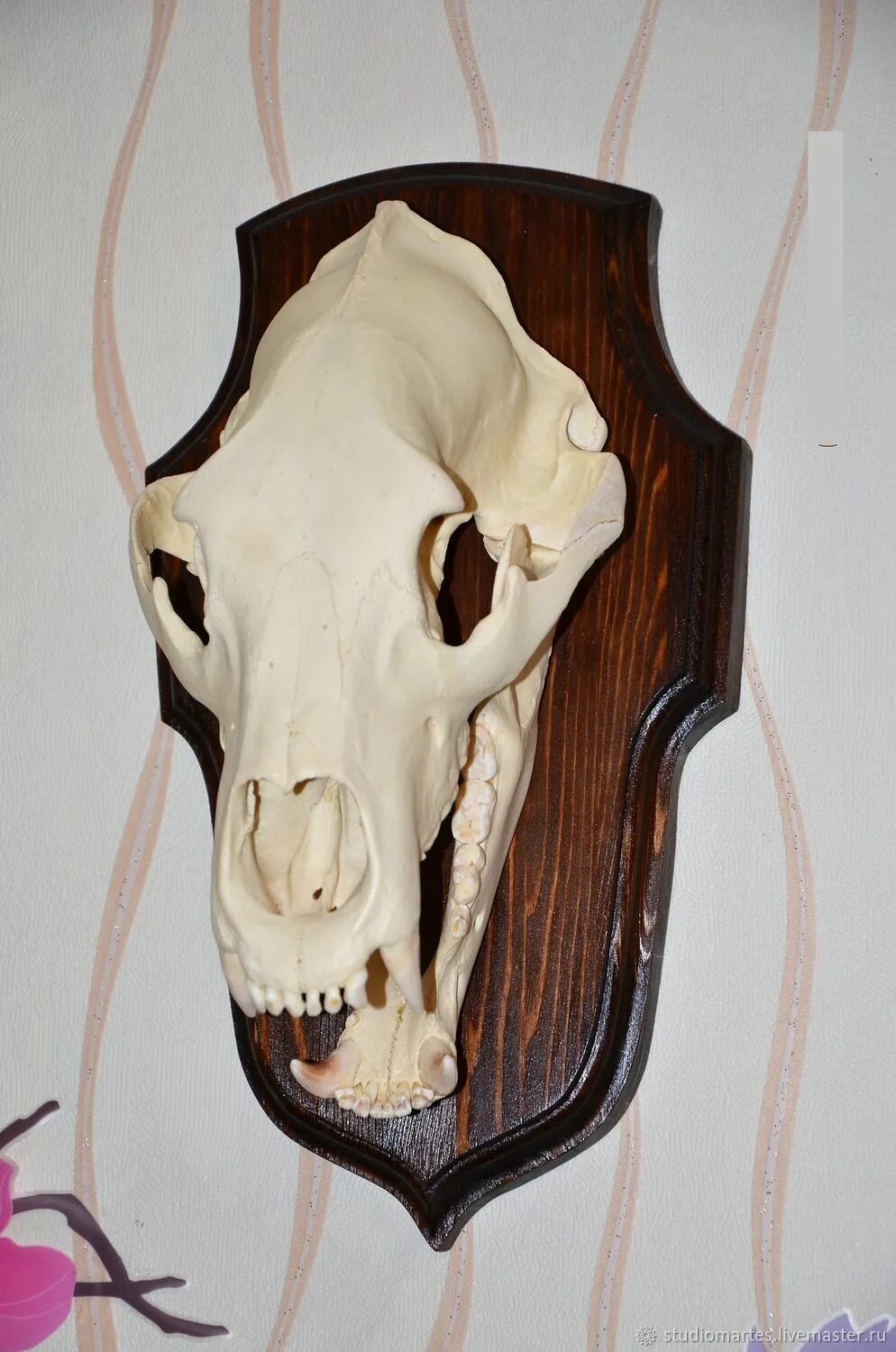 Гайморова пазуха анатомия. Зуб головы. Собакоголовый удав зубы. Зуб головы. Стоматологический фантом «dentalf-500»,.