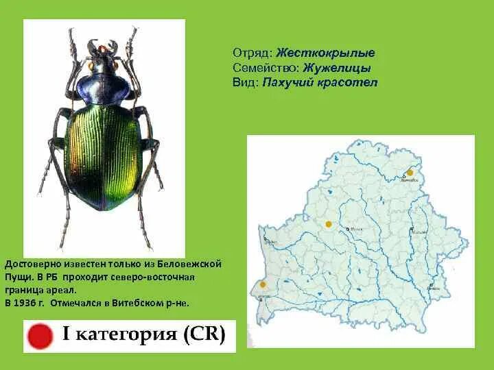 Жук красотел в какой природной зоне обитает. Красная книга России Жук красотел. Жук красотел ареал обитания. Жук красотел природная зона обитания. Красотел пахучий.