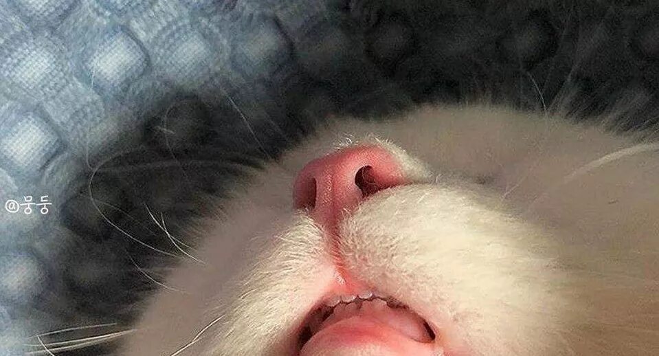 Кот произносим. Кошачьи зубки милые маленькие. кот который пытается выговорить.