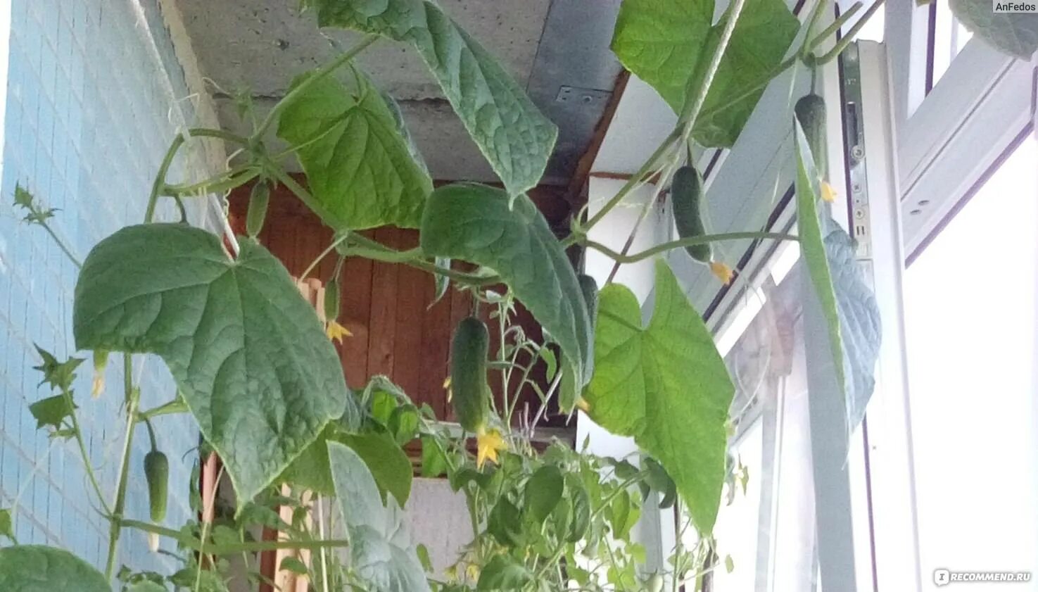 Огурец домосед f1 на подоконнике. Огурец домосед f1. Огурец балконное чудо f1. Балконных огурцов. Огурцы в горшке на подоконнике.