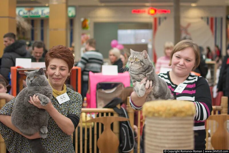 Выставка кошек. Выставка кошек 2022. Выставка кошек Екатеринбург. Выставка кошек Ижевск 2022 ТЦ столица.