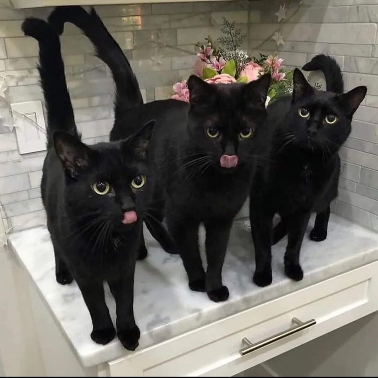 Рыжий котик. Кошки подружки. Три кошки на диване. Передержка кошек. Бездомные животные за границей.