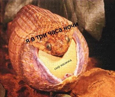 Яйцо ест фрукты