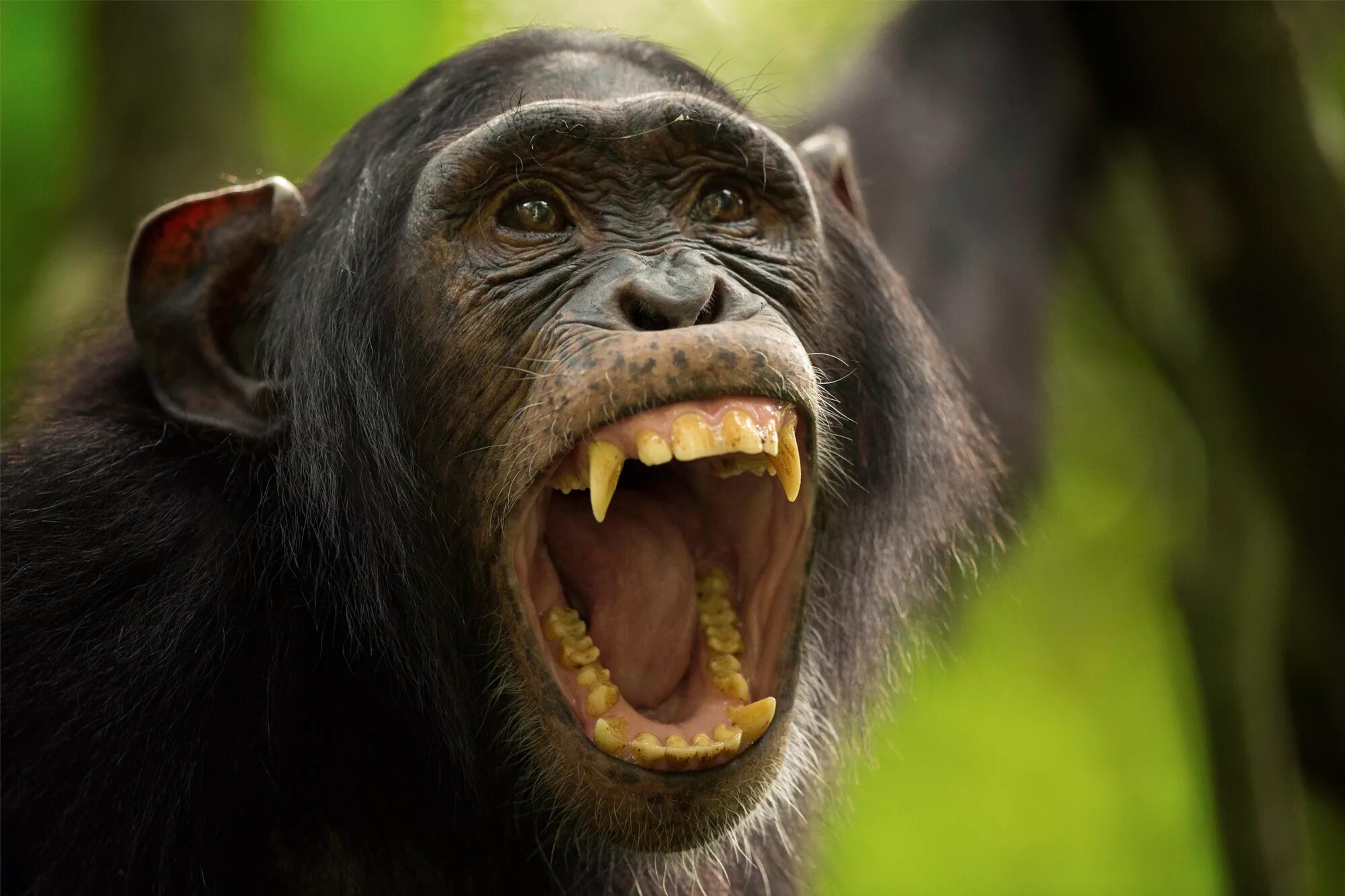 оскал обезьяны. кричащая обезьяна. кричащая обезьяна. агрессивная обезьяна. павиан мандрил клыки.