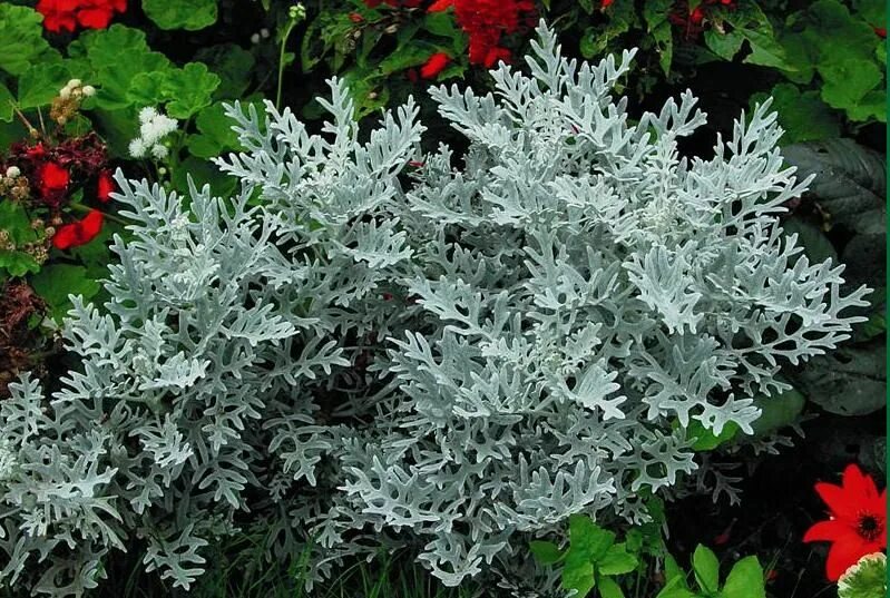 Какую температуру выдерживает цинерария. Цинерария приморская cineraria maritima. цинерария приморская сильвердаст. цинерария приморская серебряная пыль. цинерария крестовник.