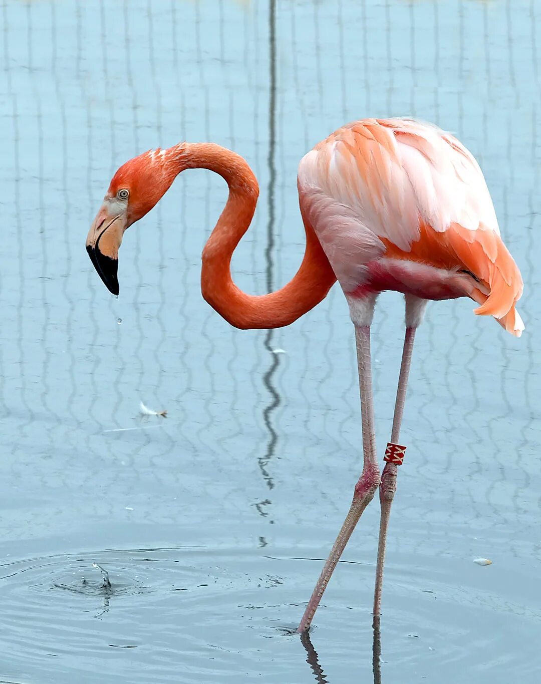 Животные московского зоопарка фламинго. Розовое фламинго зоопарк. Розовое фламинго зоопарк. Московский зоопарк фламинго. Розовое фламинго зоопарк.