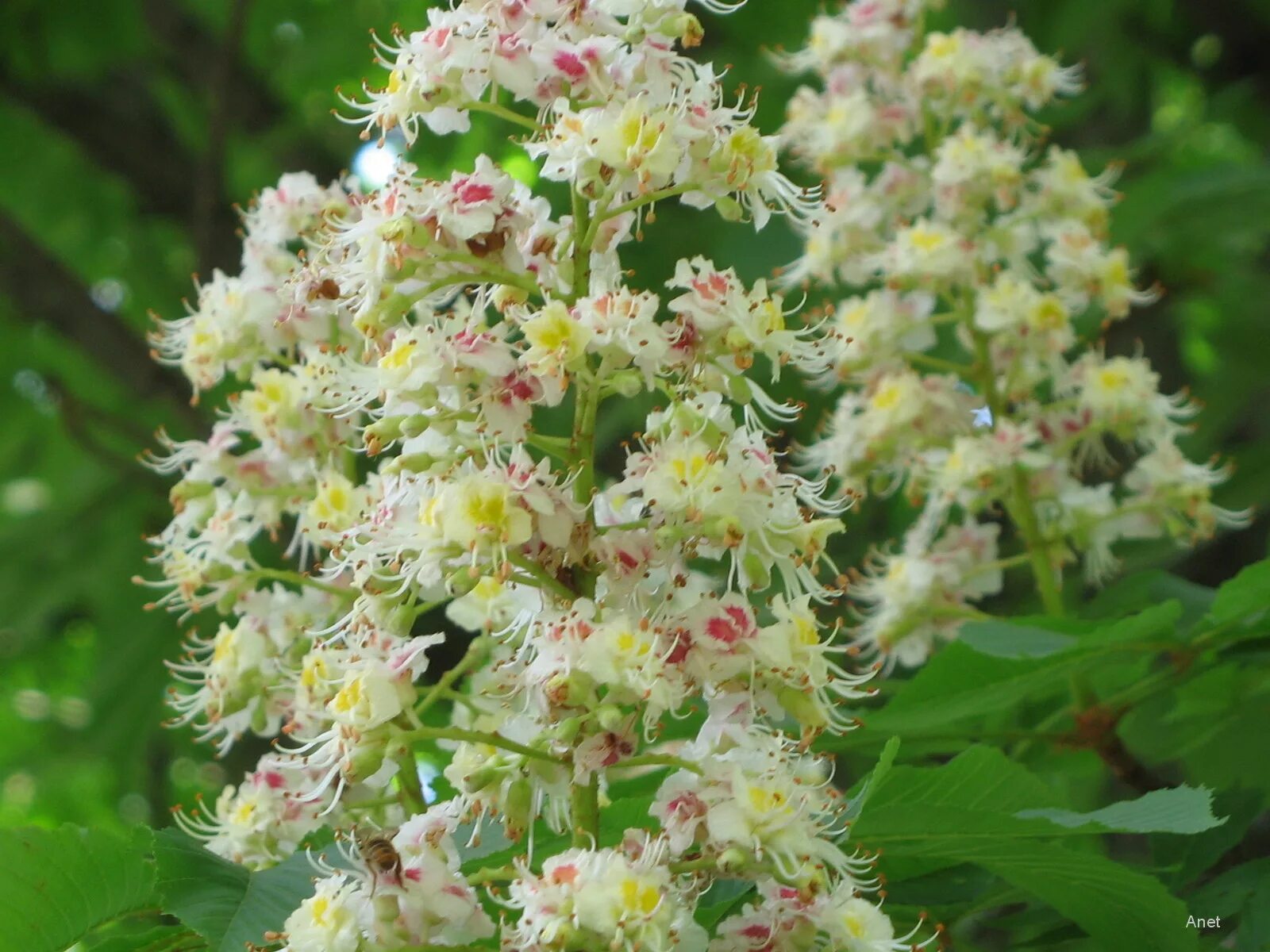 каштаны текст. красивая надпись "каштаны". стихи цветущий каштан. черемшина ноты для баяна. каштан, что растет в лазаревской название.