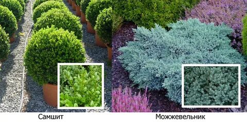 Самшит можжевельник