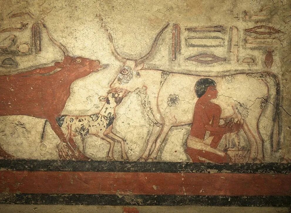Молоко в древности. Фрески древнего Египта скотоводство. Басенджи египетских фресках. Басенджи на фресках Египта. Корова в древнем Египте.