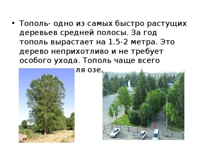Перепишите текст два тополя за большим селом