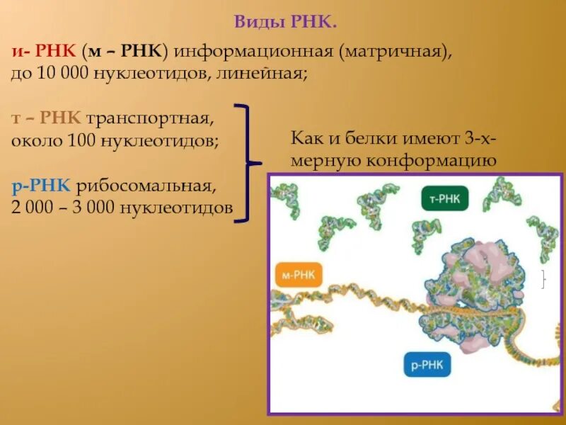 4 виды рнк. РНК информационная транспортная и рибосомная. Рибосомальная РНК. Виды РНК информационная транспортная рибосомная. Типы РНК рибосомальная транспортная матричная.