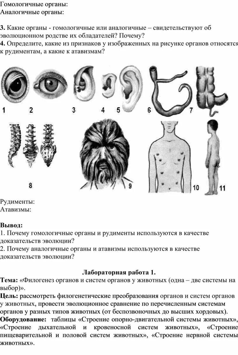 Атавизмы определение. Атавизмы и рудименты человека. Рисунок рудименты и атавизмы человека. Рудименты и атавизмы человека таблица. Рудименты и атавизмы примеры.