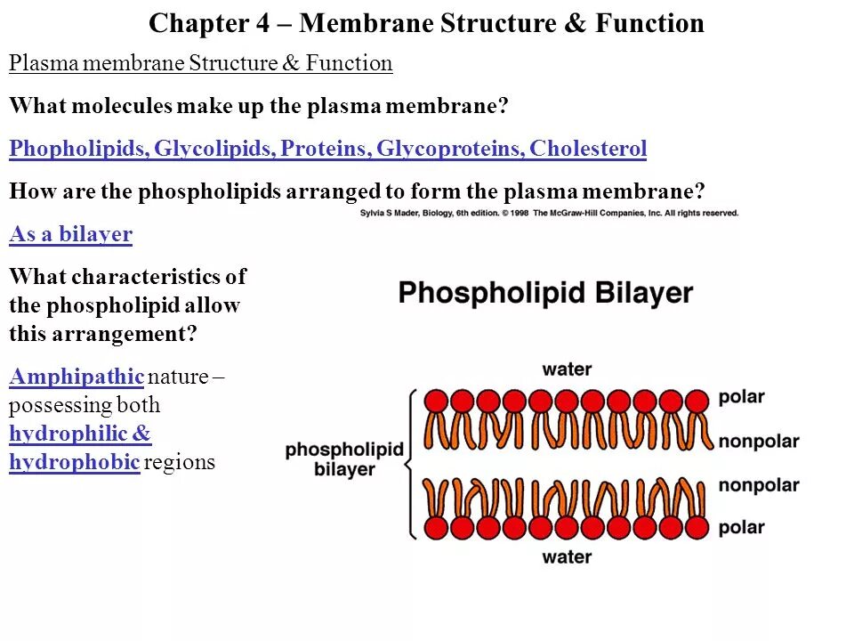 Struct function. Membrane structure. plasma membrane functions. phospholipids structure and function.. membrane glycoprotein structure.