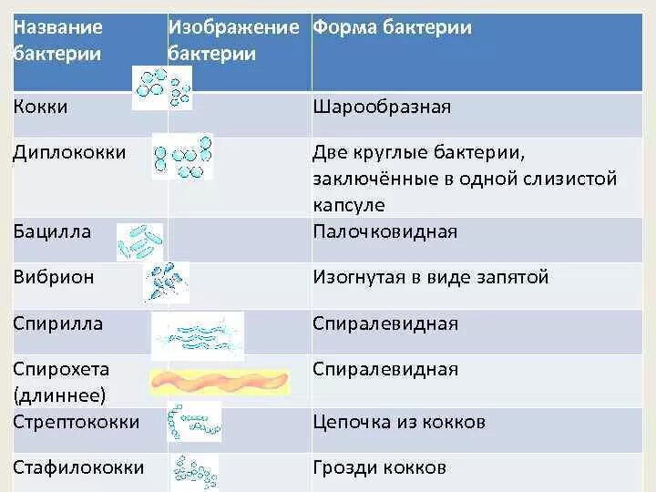 Установи соответствие между группами бактерий. Форма бактерий таблица 5 класс. Бактерии названия. Формы и названия бактерий. Формы бактерий и их названия.