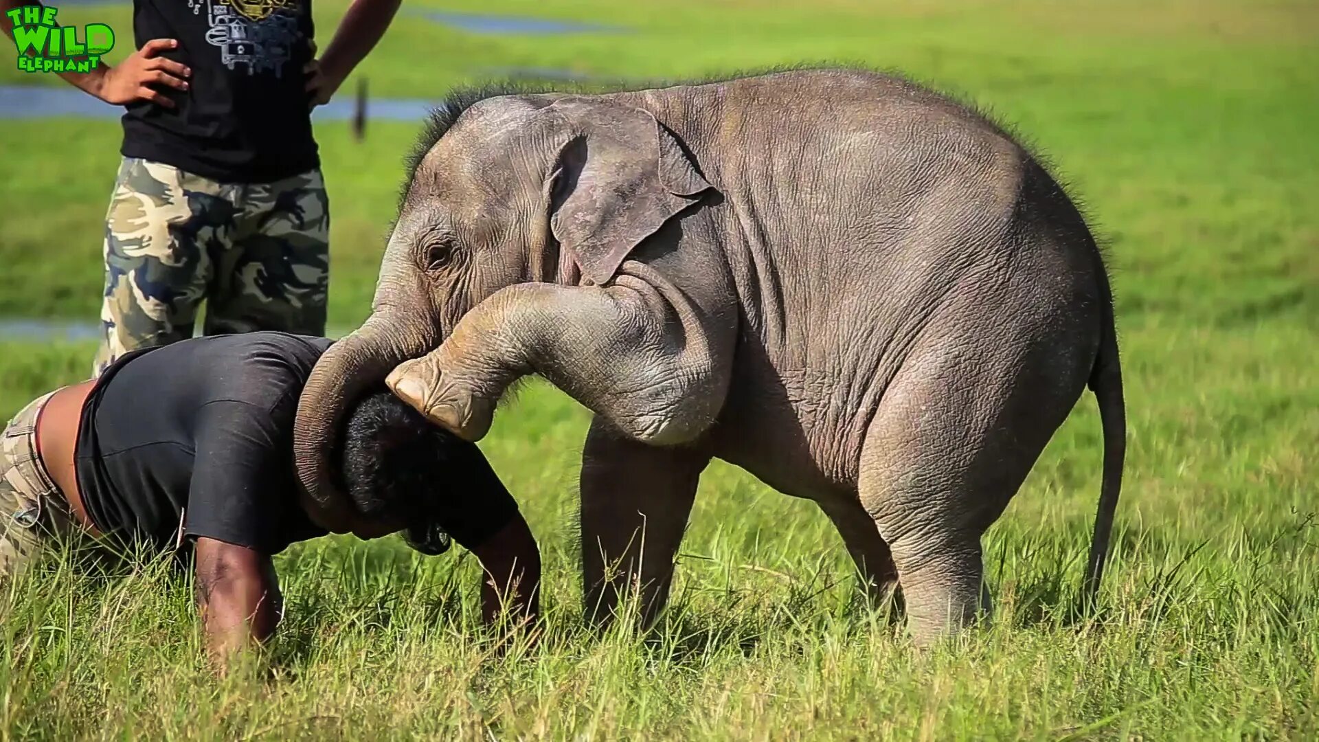 Слоненок. Слонята играют. Слоник играет. Фото играющих слонят.