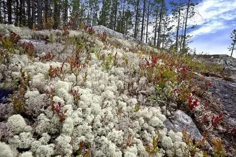 Лишайники в тундре