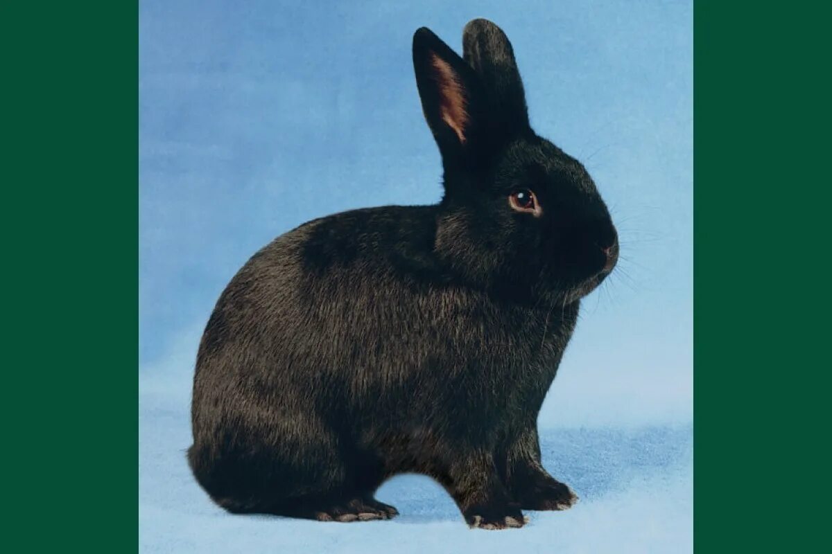 Черный кролик на английском. Черный кролик. Венский черный кролик. Австралийский кролик черный. Новозеландский кролик черный.