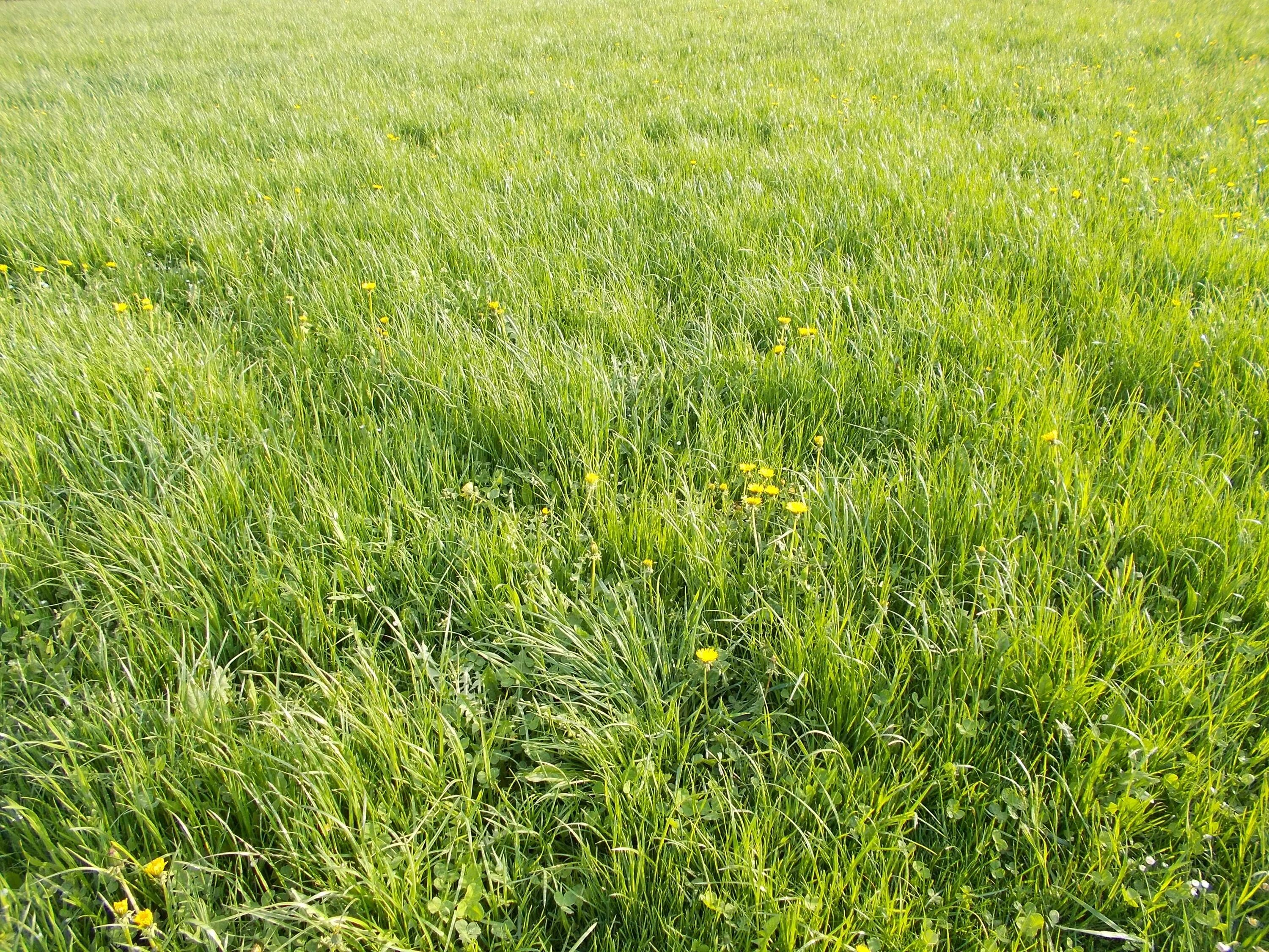 Луг какой зеленый. Трава. Зеленая трава. Трава луг. Травяное поле.