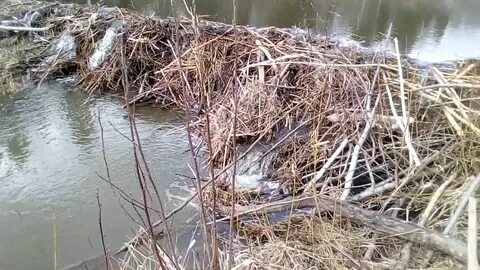Плотина бобра видео